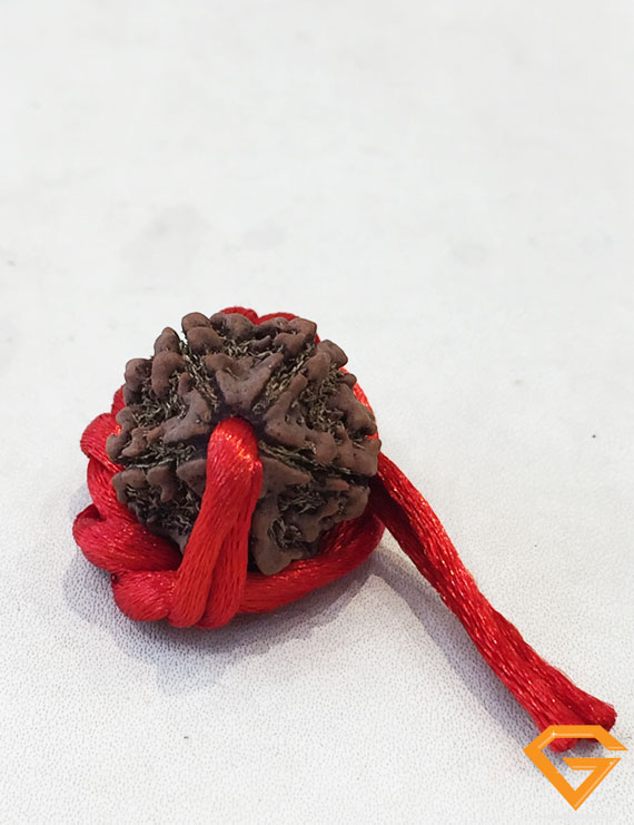 5 Mukhi Natural Certified Rudraksha Pendant Size- 24 mm
